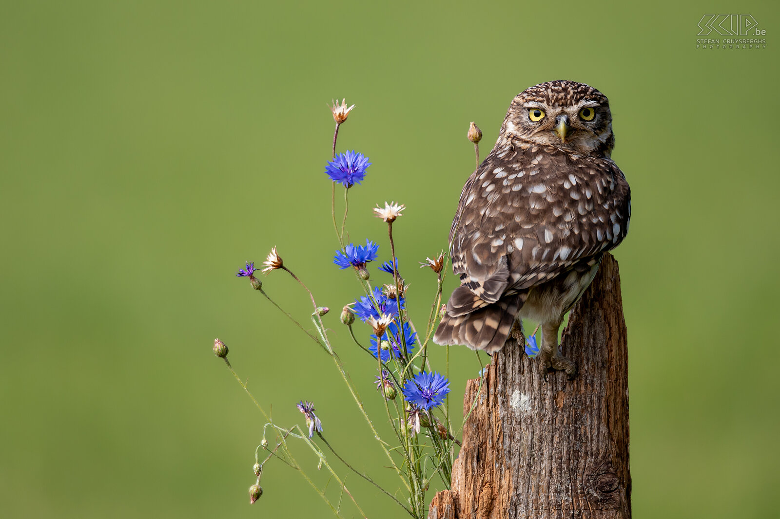 Little owl Little owl ./ Athene noctua Stefan Cruysberghs